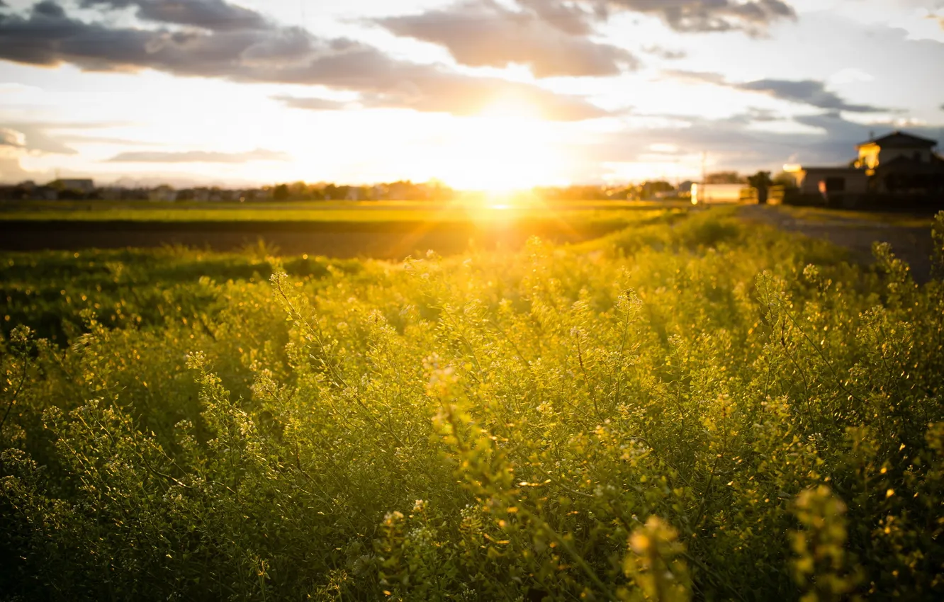 Photo wallpaper field, grass, the sun, landscape