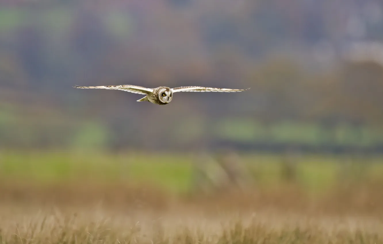 Photo wallpaper owl, bird, in flight, marsh