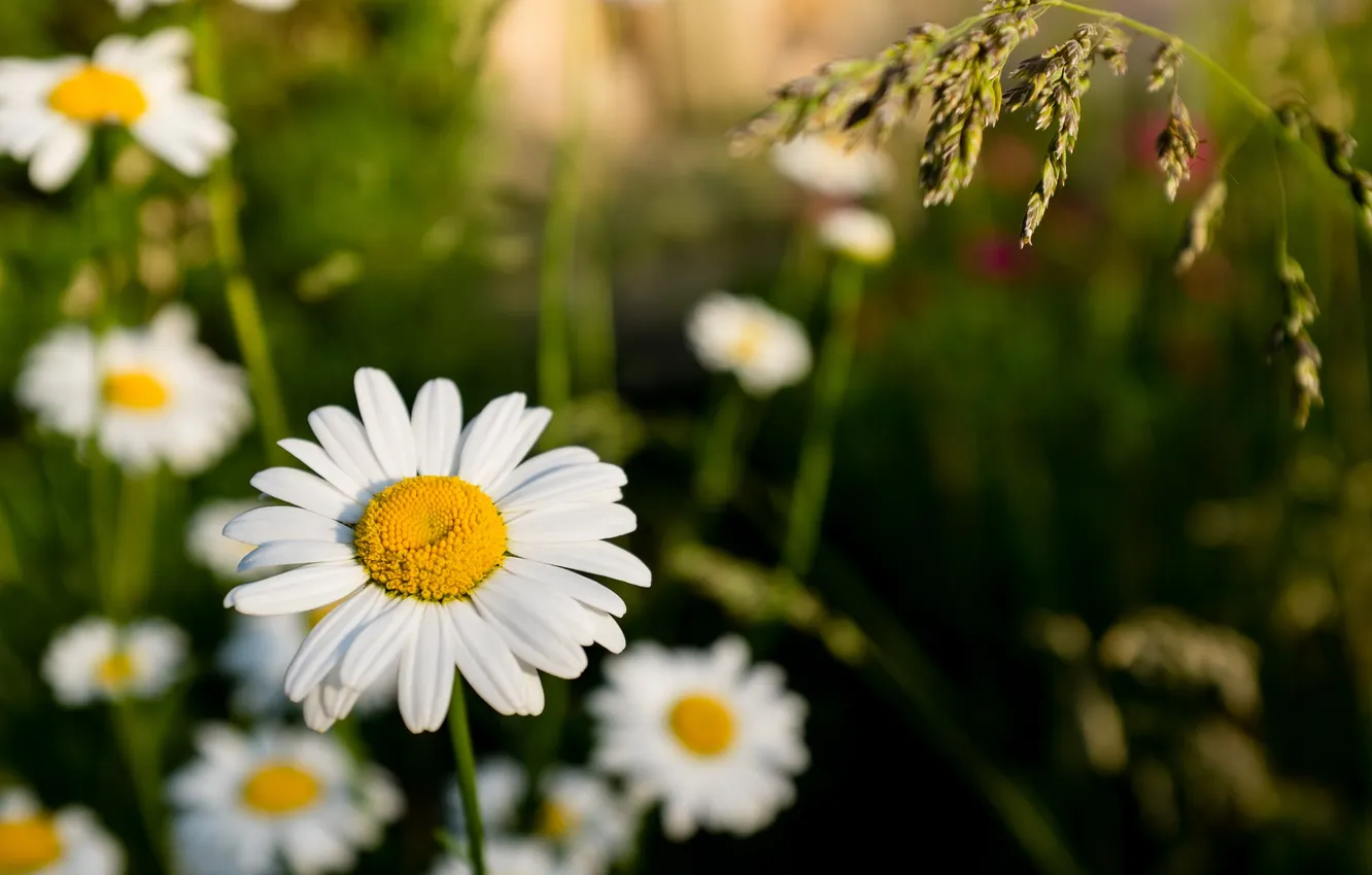 Photo wallpaper summer, nature, chamomile