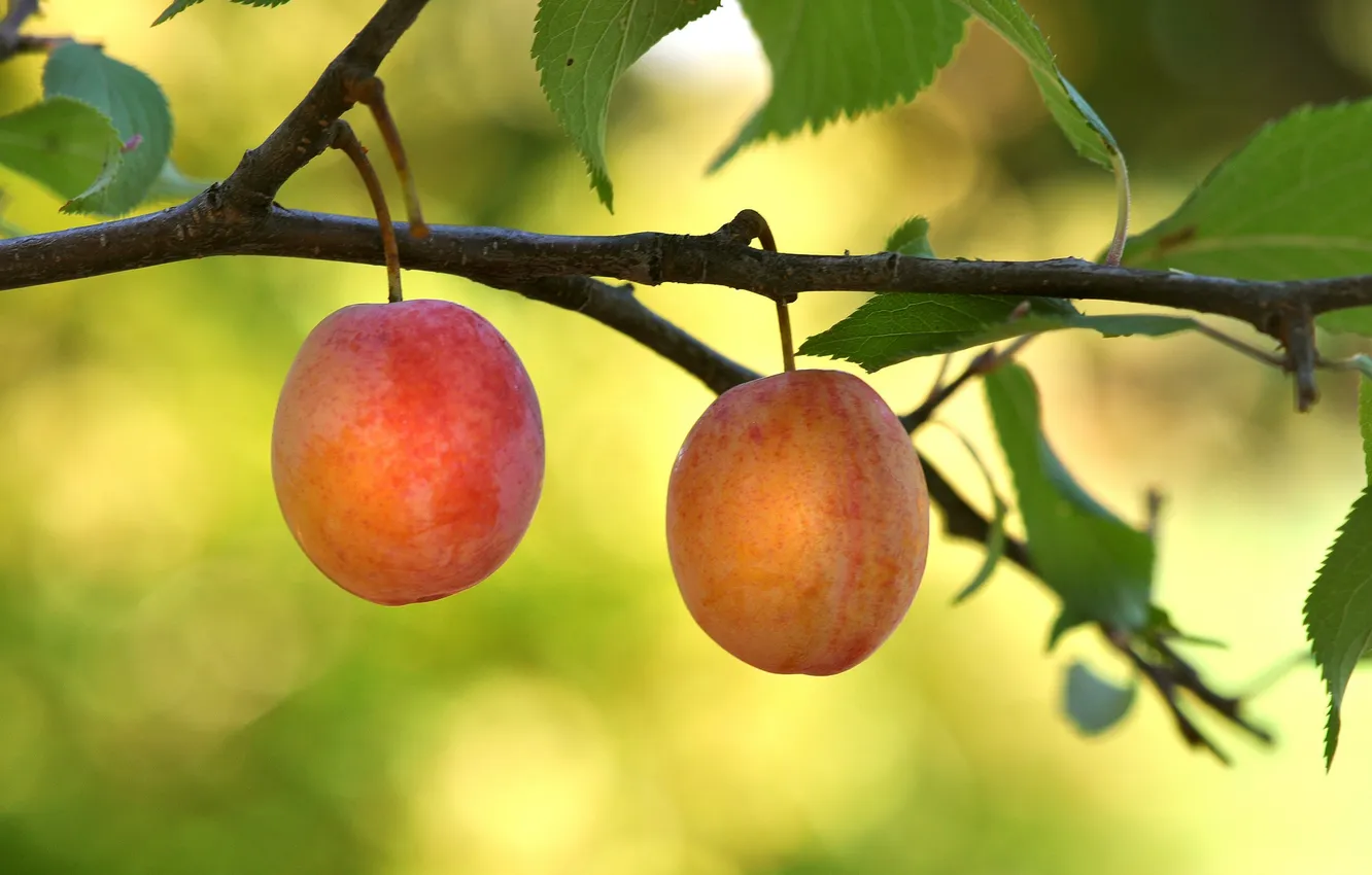 Photo wallpaper branches, berries, garden, plum