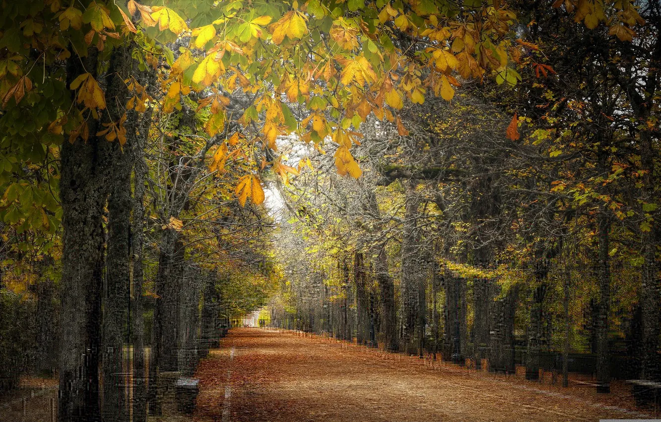 Photo wallpaper square, autumn, leaves