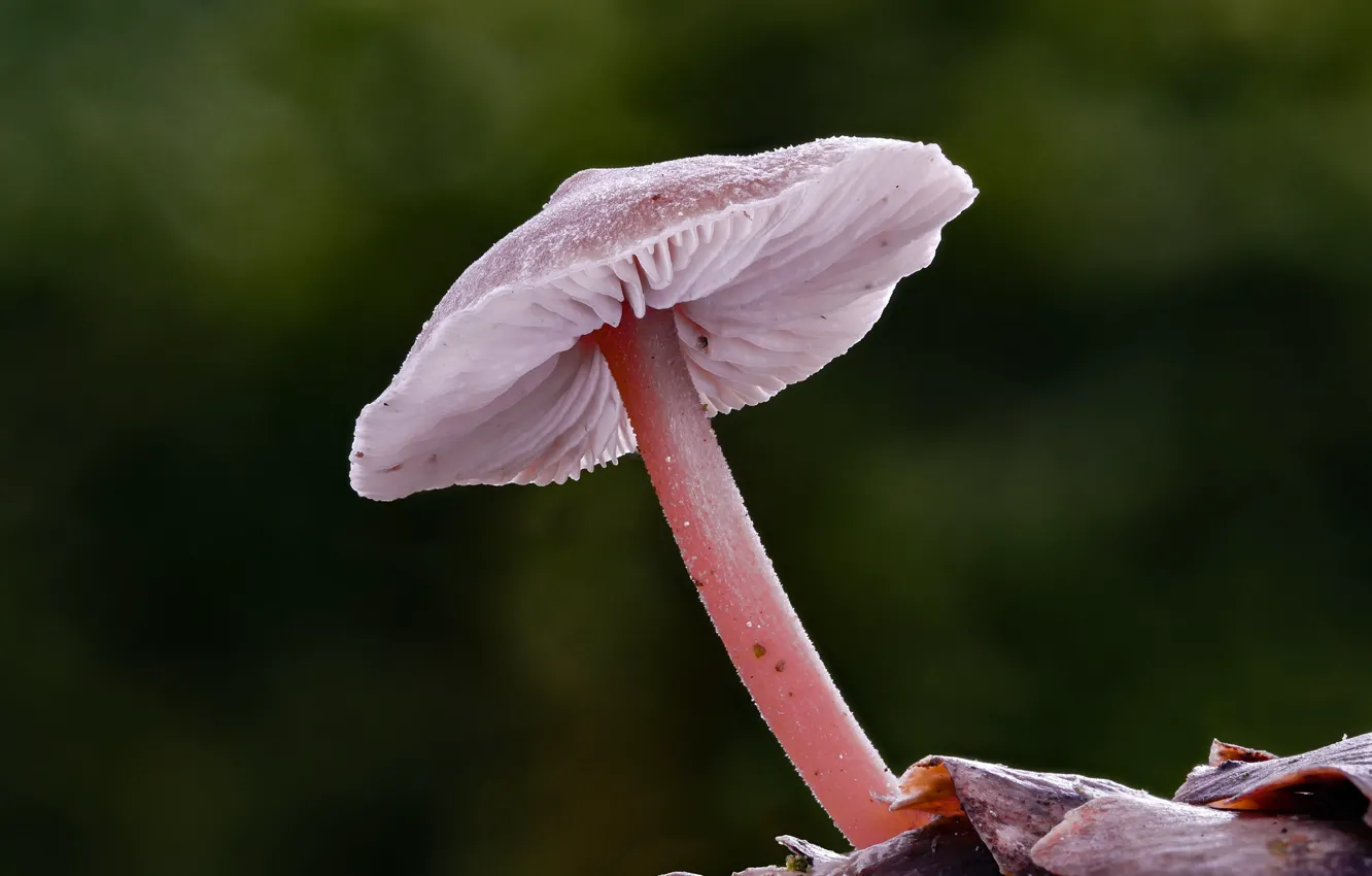 Photo wallpaper autumn, macro, nature, background, mushrooms, Beat Buetikofer