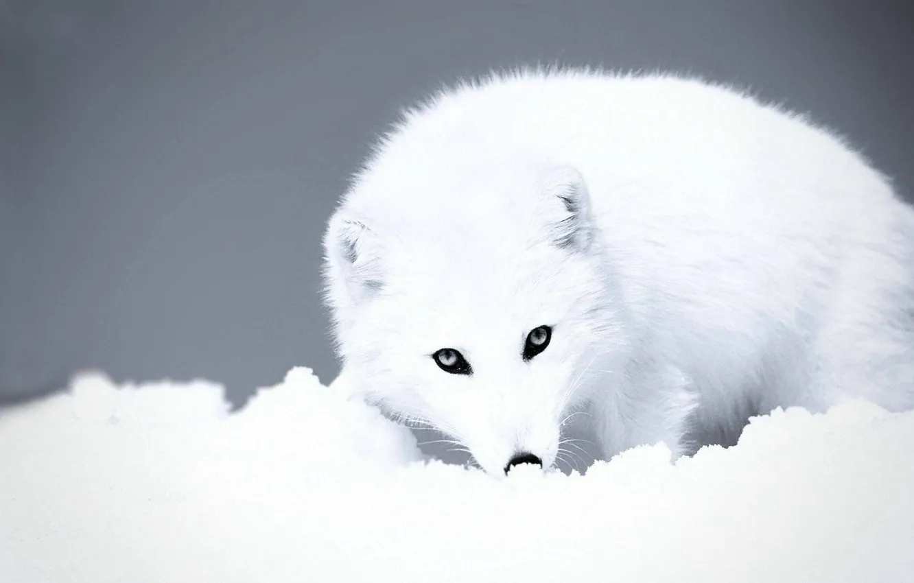 Photo wallpaper animals, White, Fox, in the snow