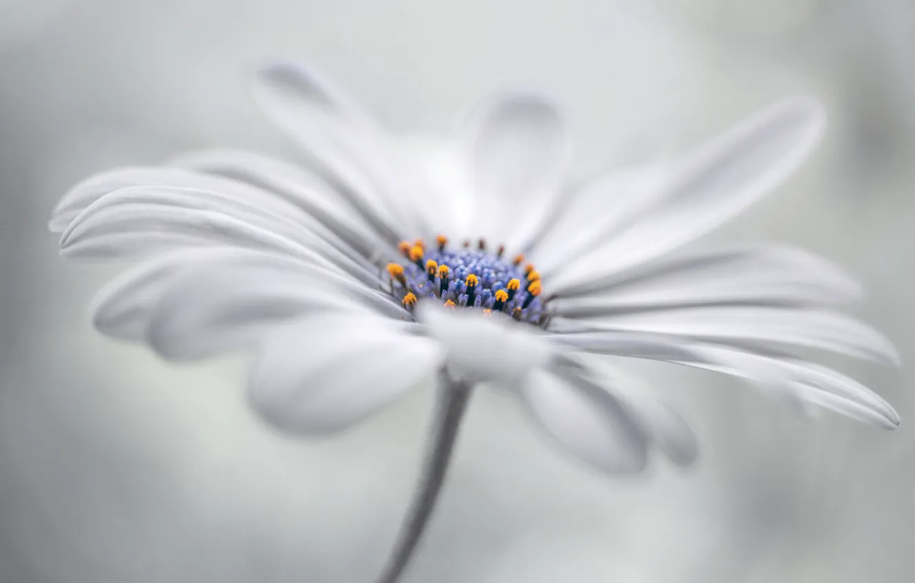 Photo wallpaper flowers, nature, petals, stem