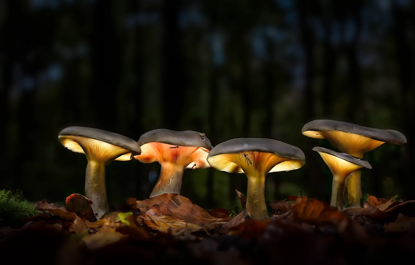 Photo wallpaper light, nature, the dark background, mushroom, moss, mosquitoes, family, autumn leaves