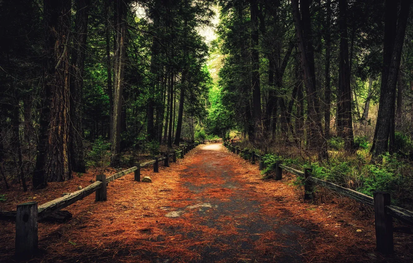 Photo wallpaper forest, grass, leaves, trees, branches, nature, the fence, track