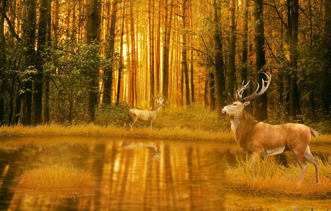 Photo wallpaper Water, Nature, Trees, Forest, Two, Animals, Deer