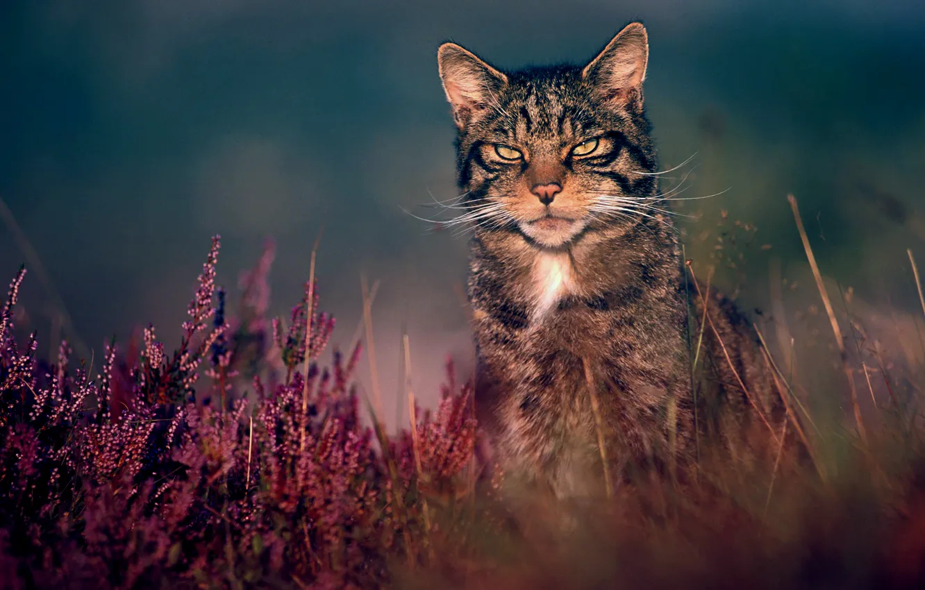 Photo wallpaper grass, nature, wildcat, wild cat