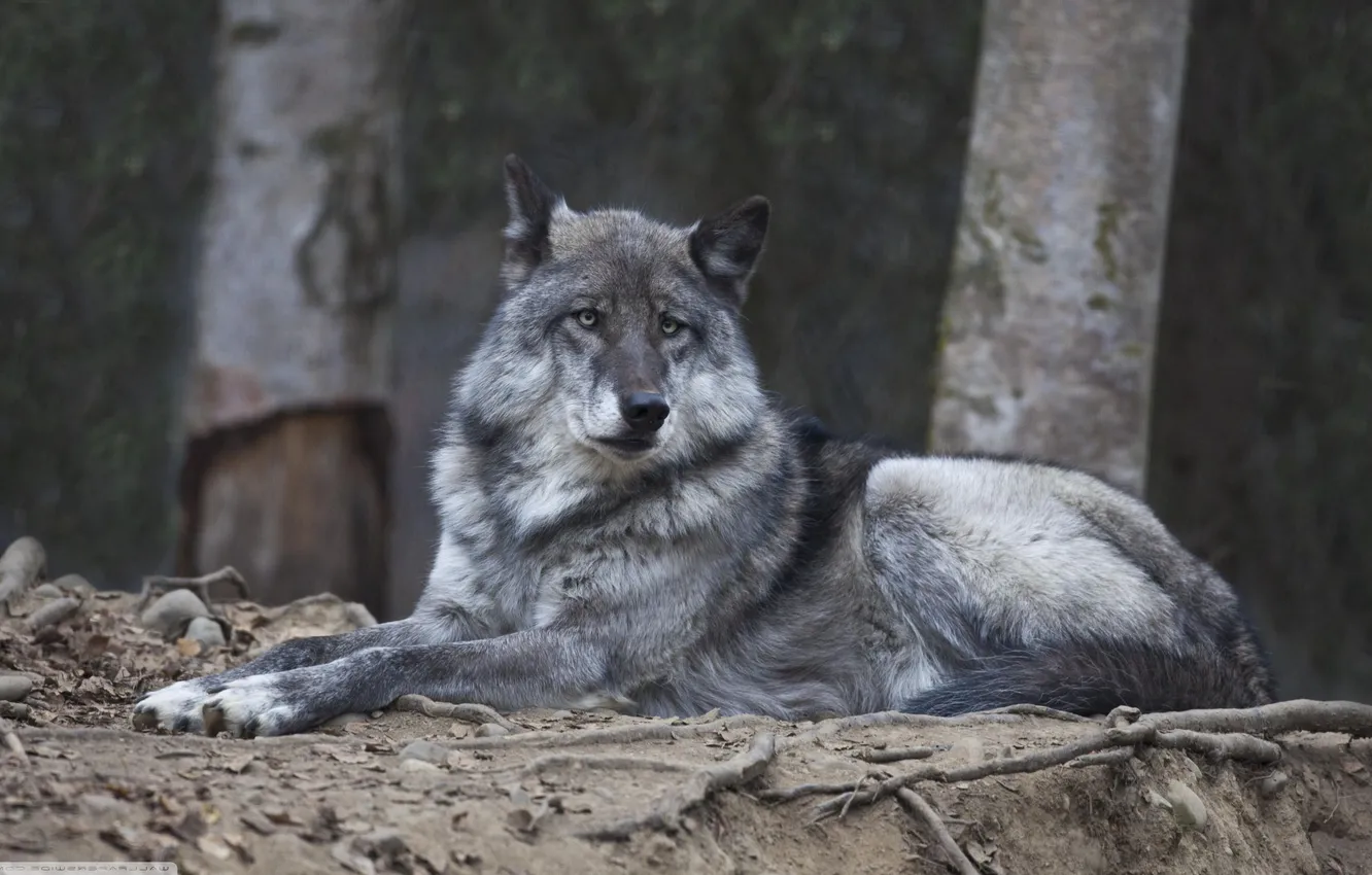 Photo wallpaper nature, Gray Wolf, face, animal, wolf, canis lupus, wildlife, head