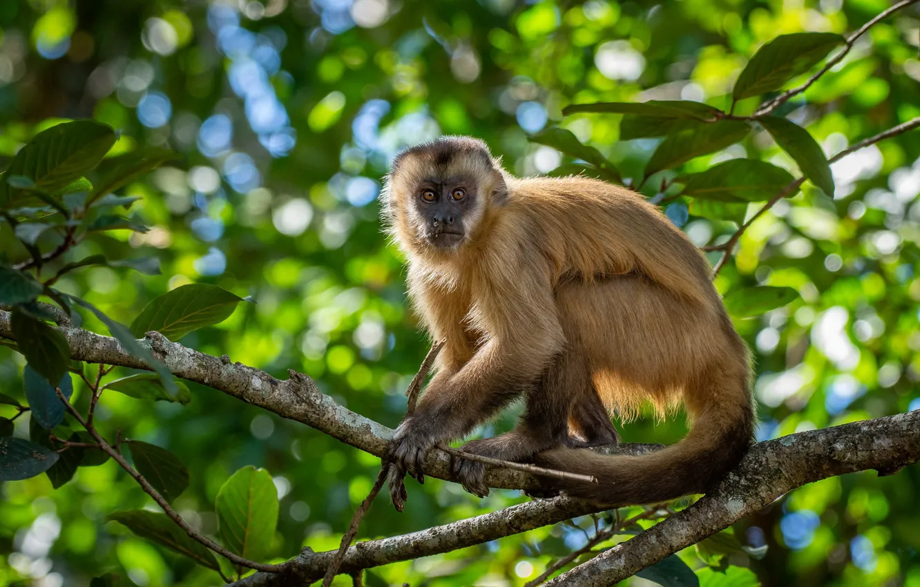 Photo wallpaper greens, look, leaves, trees, branches, pose, background, foliage