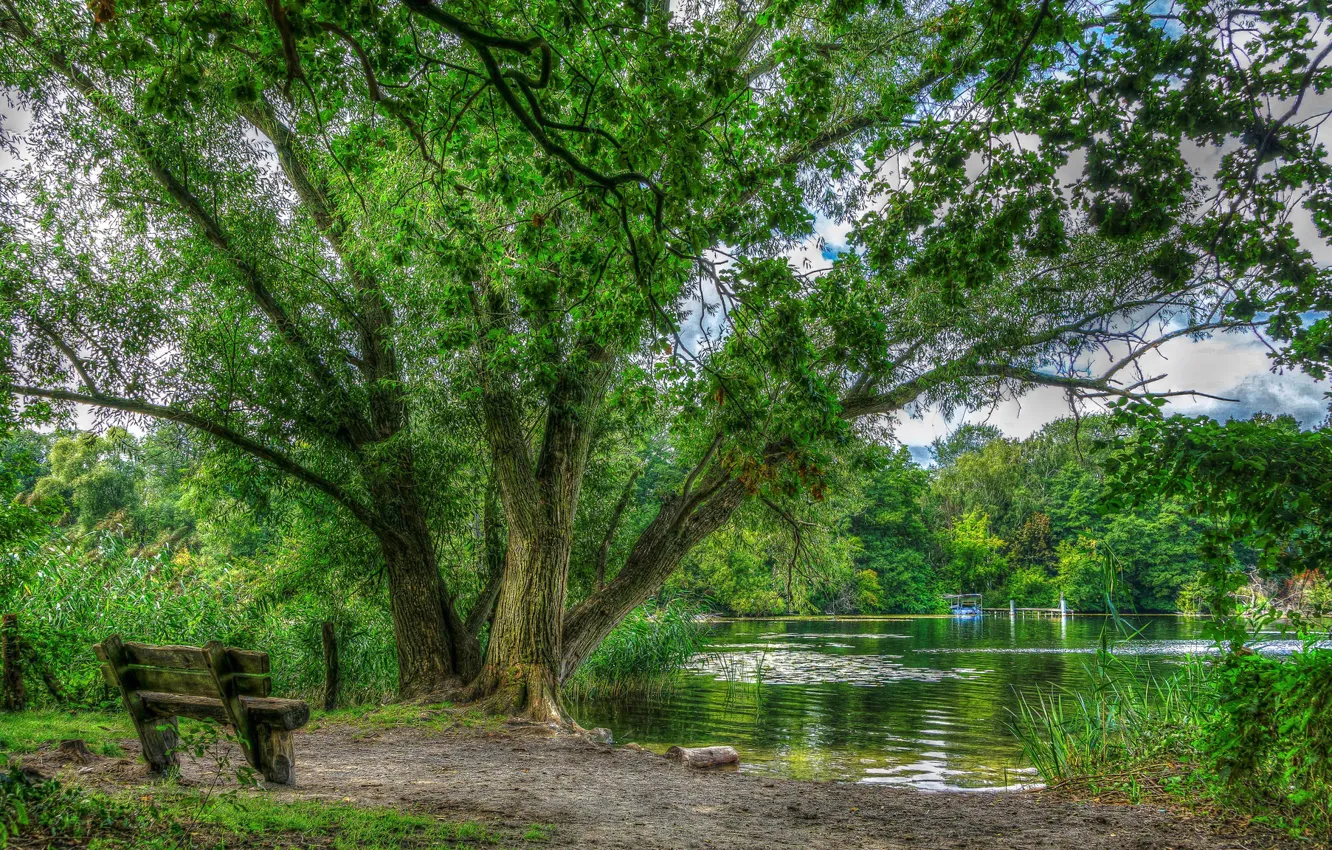 Photo wallpaper greens, trees, lake