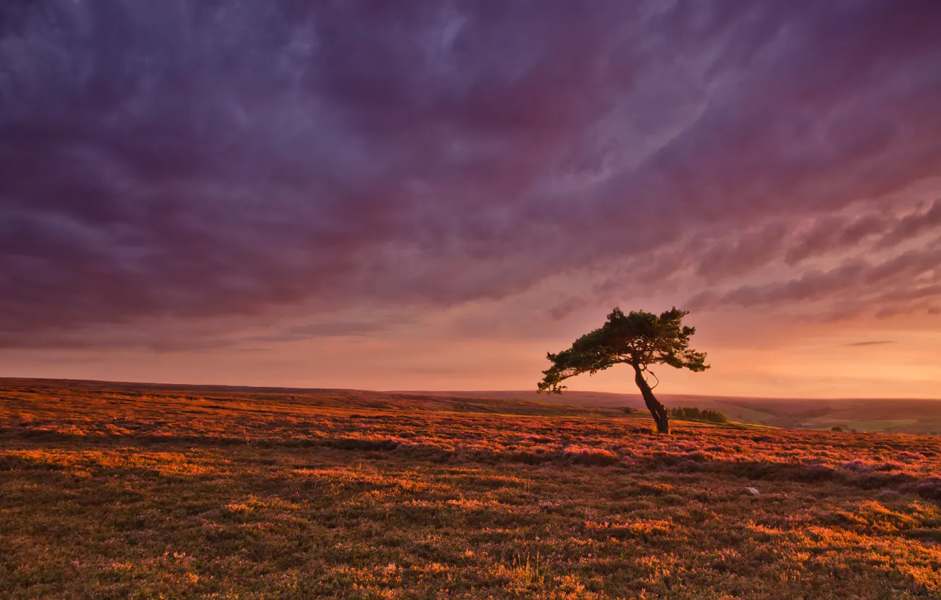Photo wallpaper field, the sky, trees, sunset, horizon, purple sky