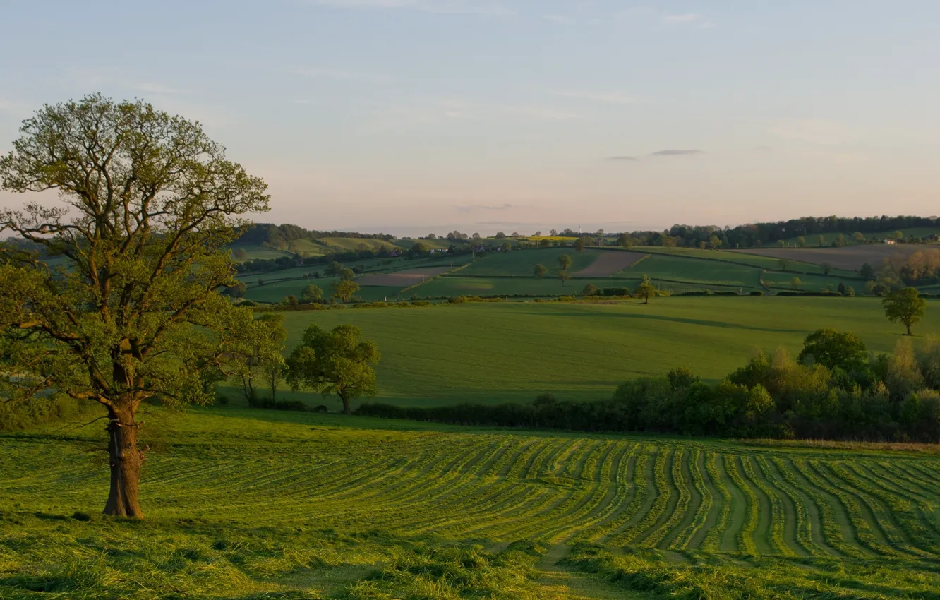 Photo wallpaper field, grass, trees, space