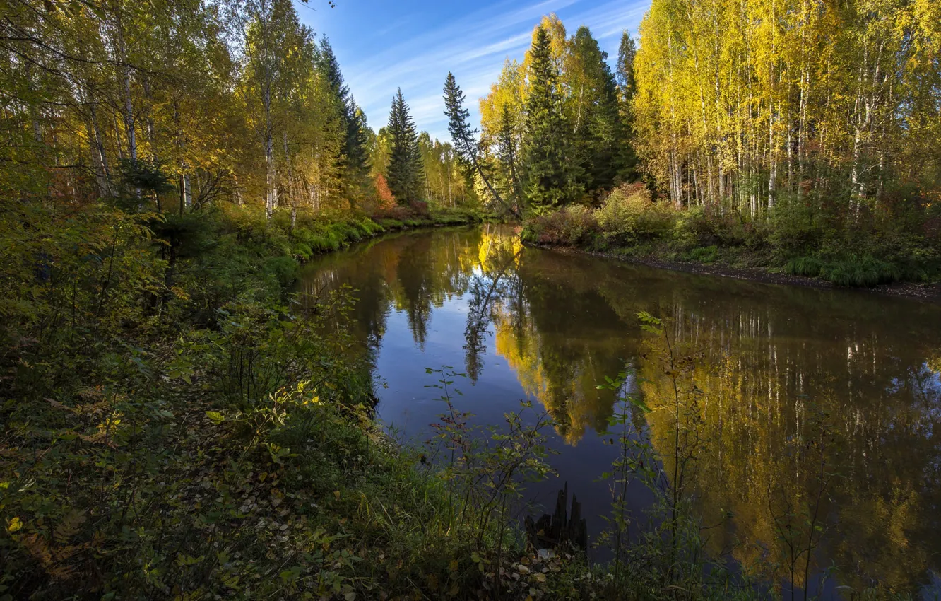 Photo wallpaper forest, summer, the sky, trees, landscape, nature, shore, ate