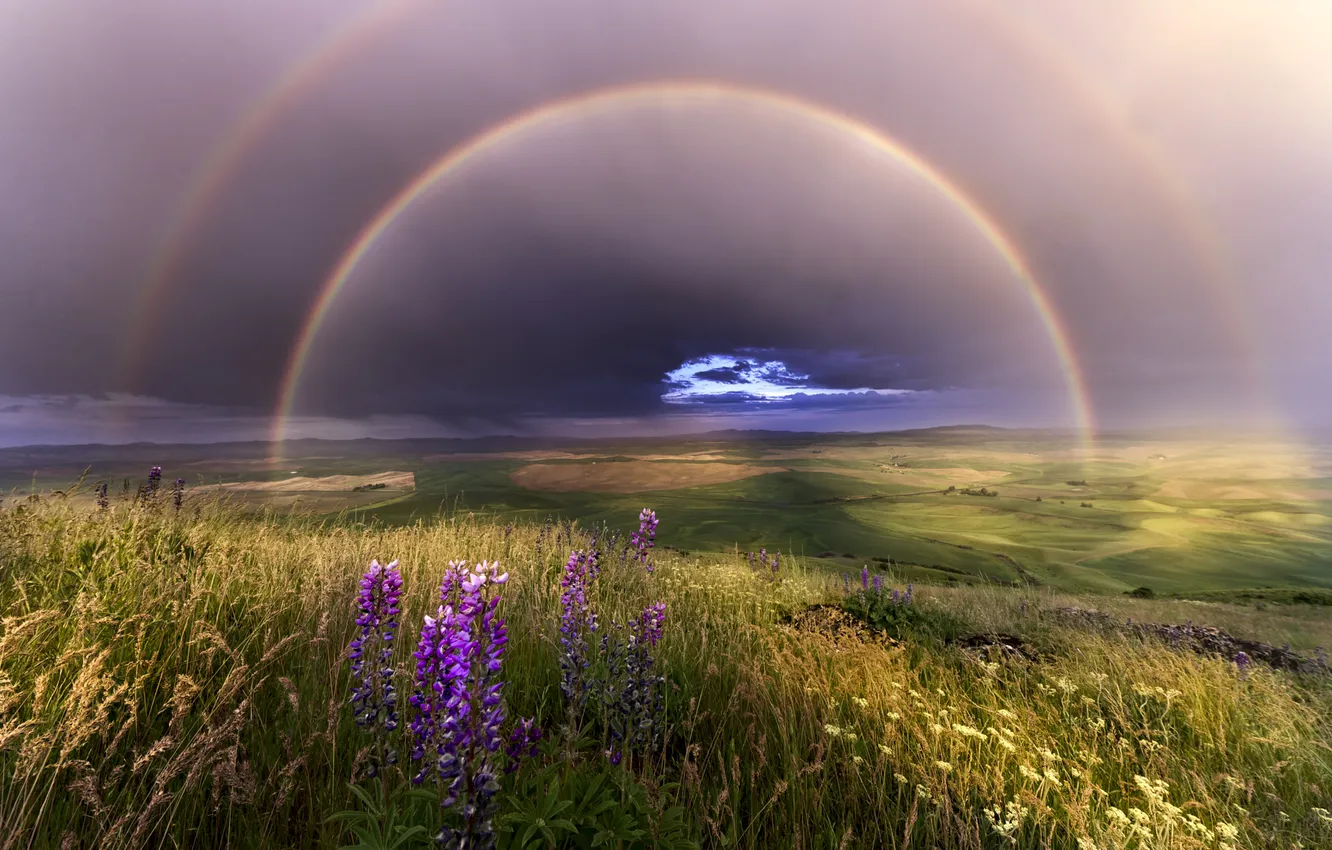 Photo wallpaper flowers, rainbow, clouds, haze, field, meadow, summer, the sky