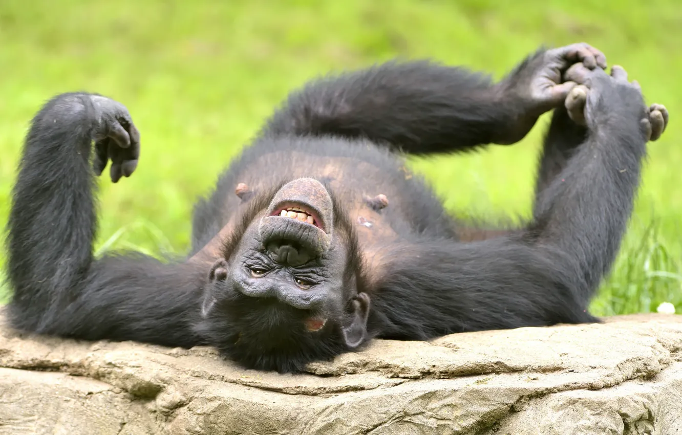 Photo wallpaper laughter, funny, chimpanzees