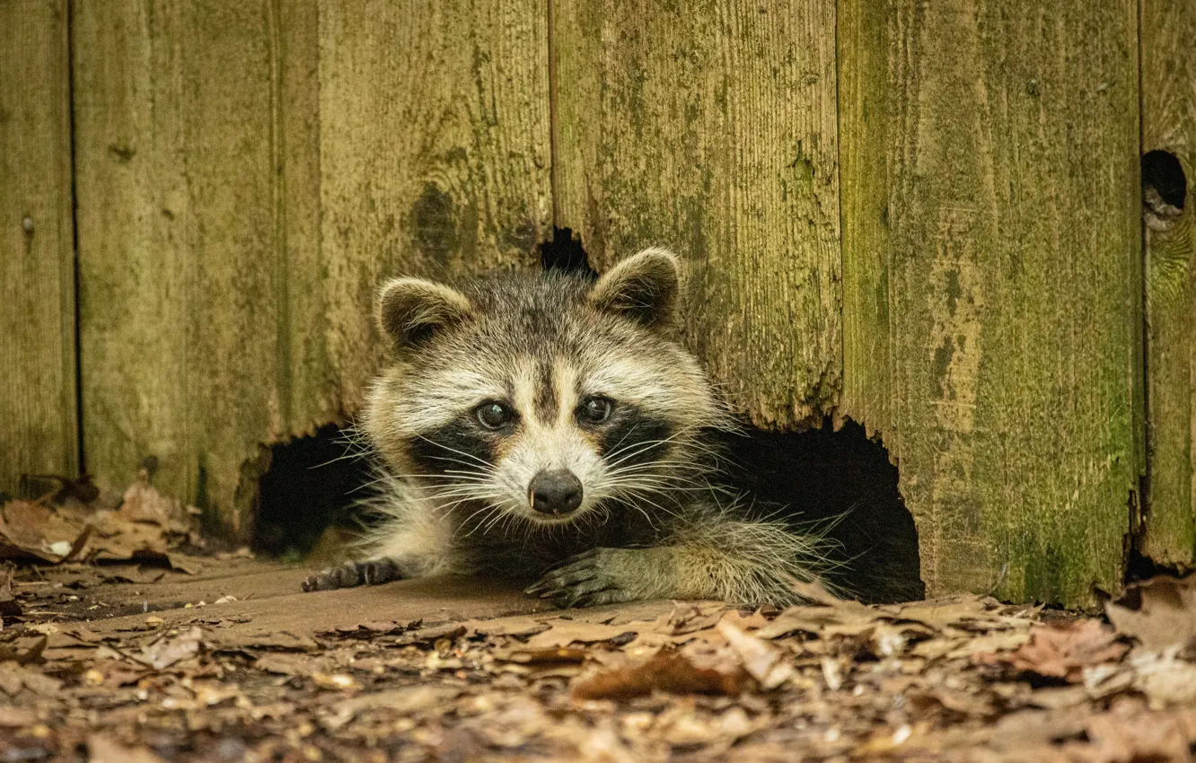 Photo wallpaper animal, the fence, raccoon, hole