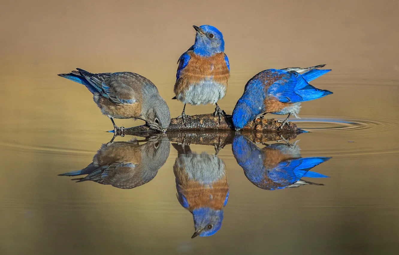 Photo wallpaper water, birds, reflection, Western sialia