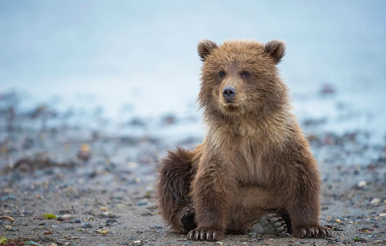 Photo wallpaper Alaska, bear, bear