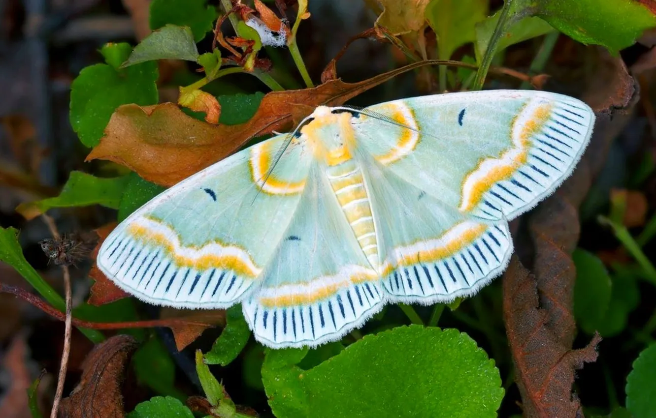 Photo wallpaper leaves, microsemi, butterfly, wings, insect, beautiful, closeup