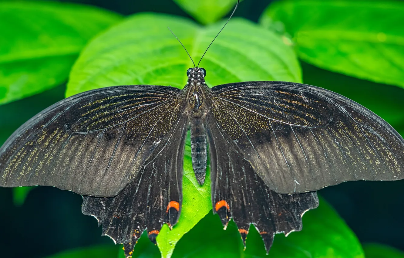 Photo wallpaper green leaves, butterfly, wings, beautiful, closeup