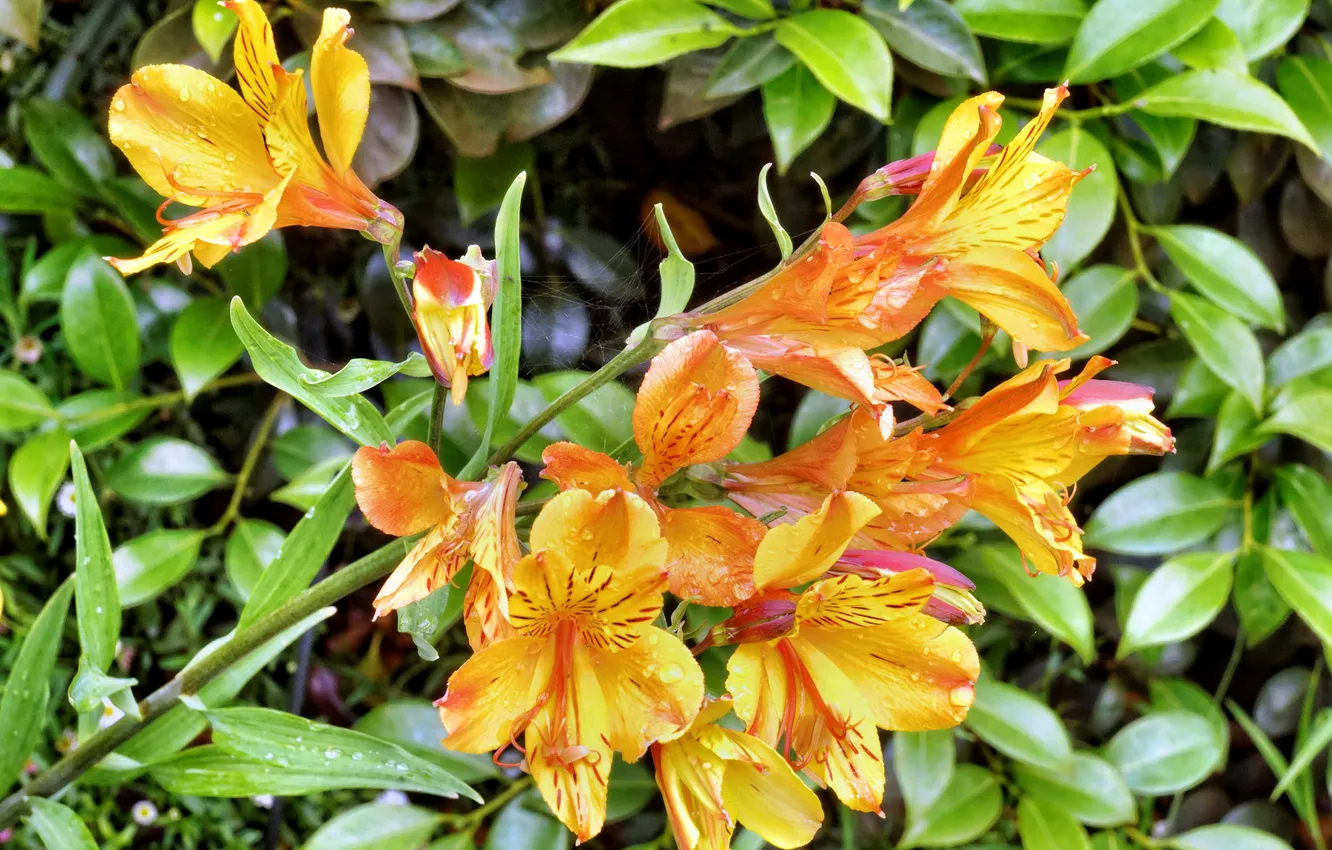 Photo wallpaper flowers, yellow, photo, alstremeria