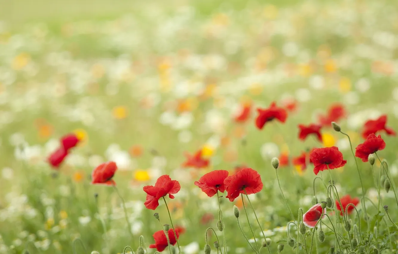 Photo wallpaper grass, flowers, Maki, petals, red