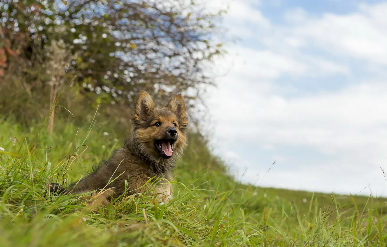 Photo wallpaper look, background, dog