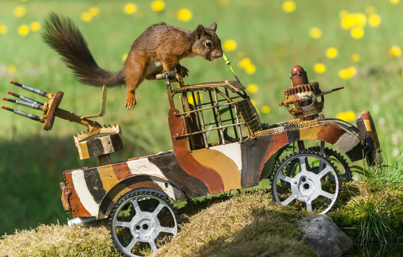 Photo wallpaper machine, summer, look, light, flowers, nature, pose, glade