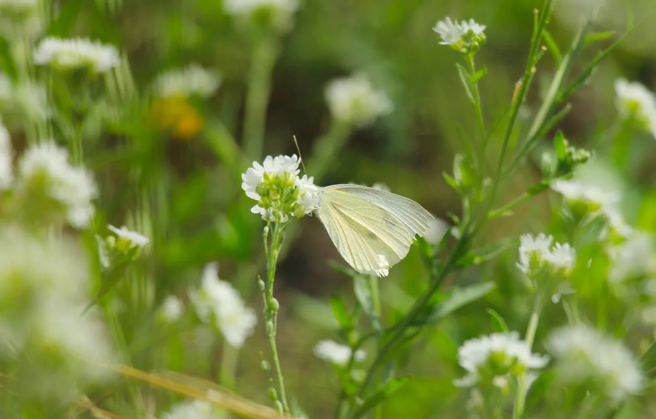 Photo wallpaper flower, butterfly, meadow
