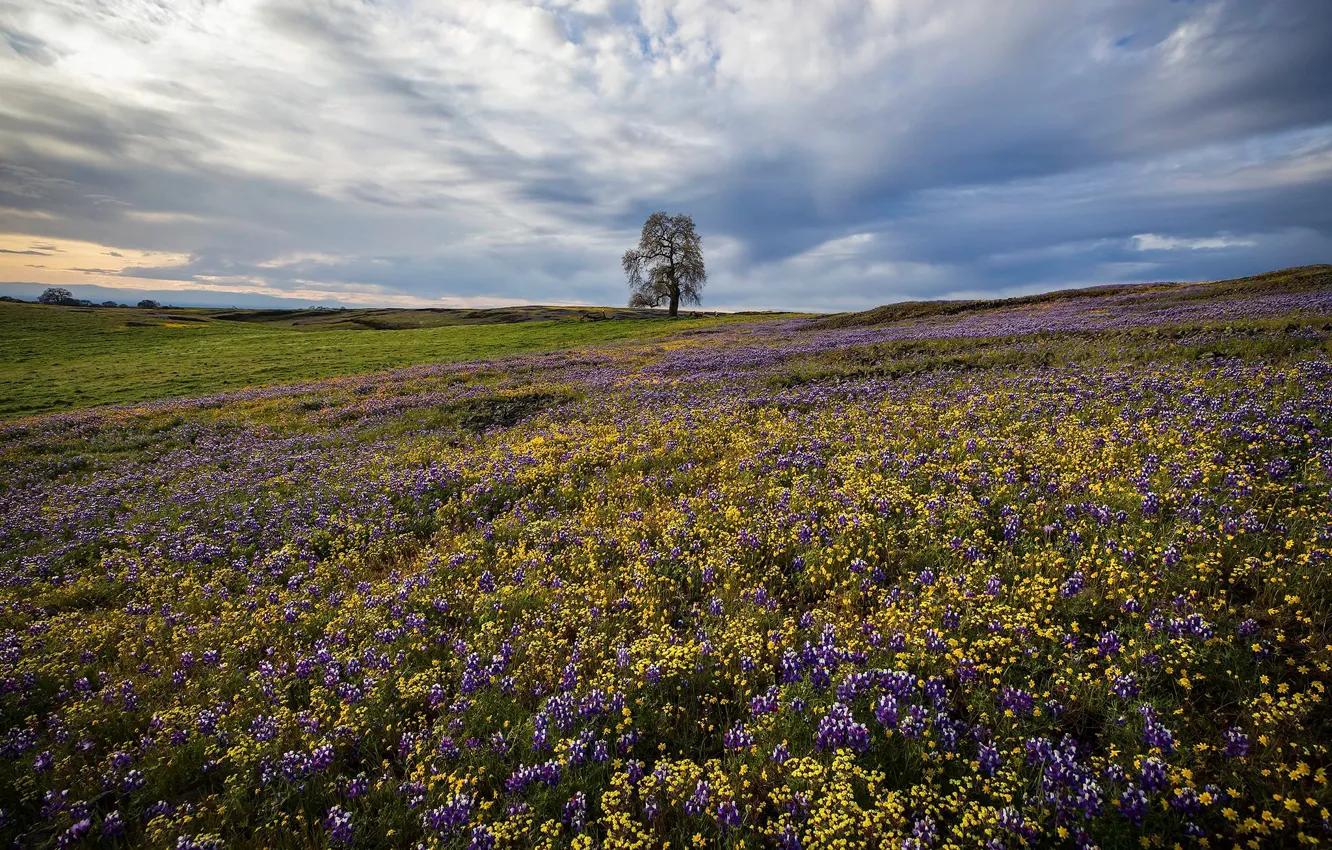 Photo wallpaper field, the sky, clouds, trees, flowers, California