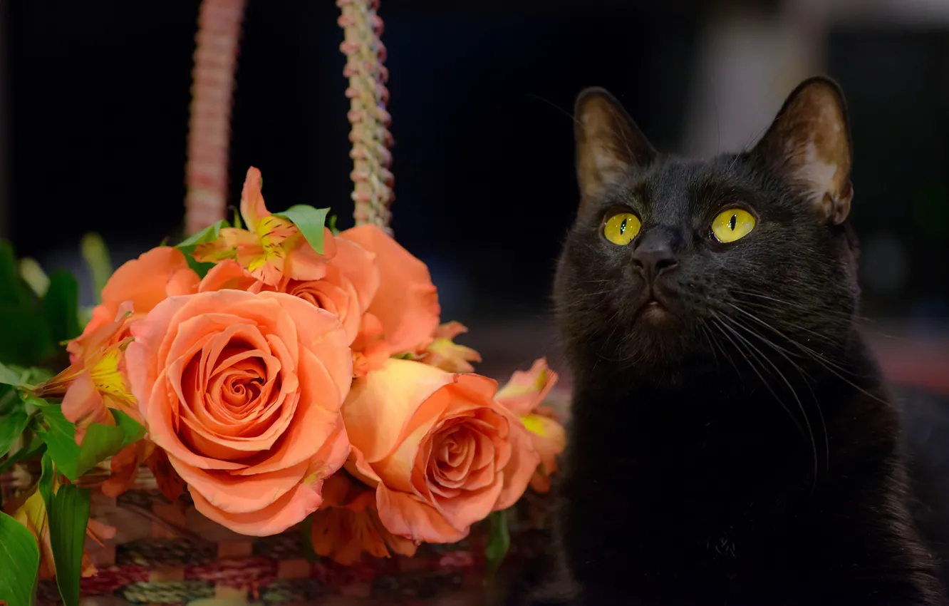 Photo wallpaper cat, cat, flowers, roses, black cat
