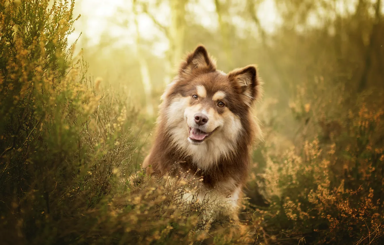 Photo wallpaper grass, look, face, dog, Finnish lapphund