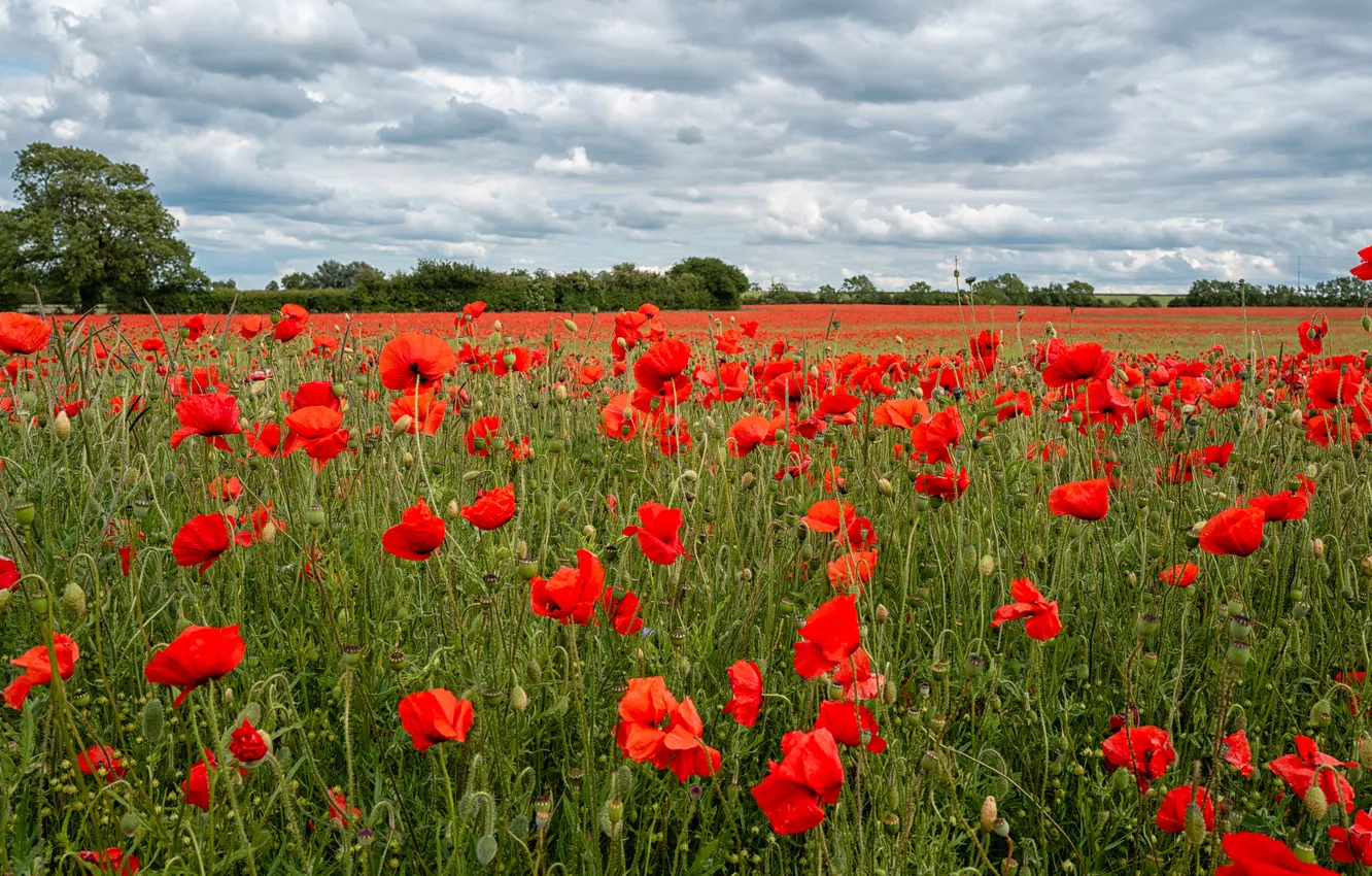 Photo wallpaper summer, the sky, clouds, flowers, red, Maki, dal, meadow