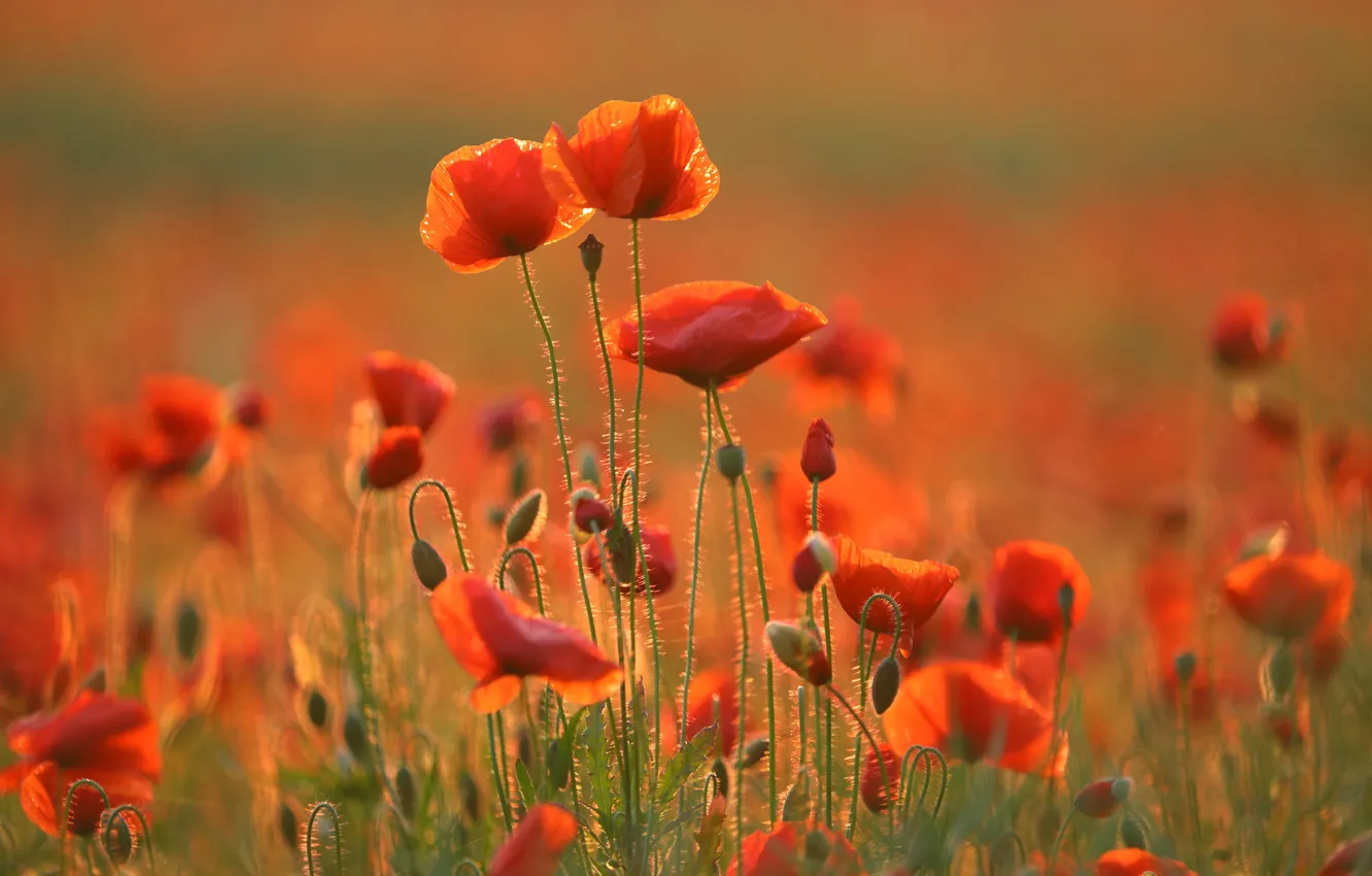 Photo wallpaper red, Maki, al, bokeh, buds