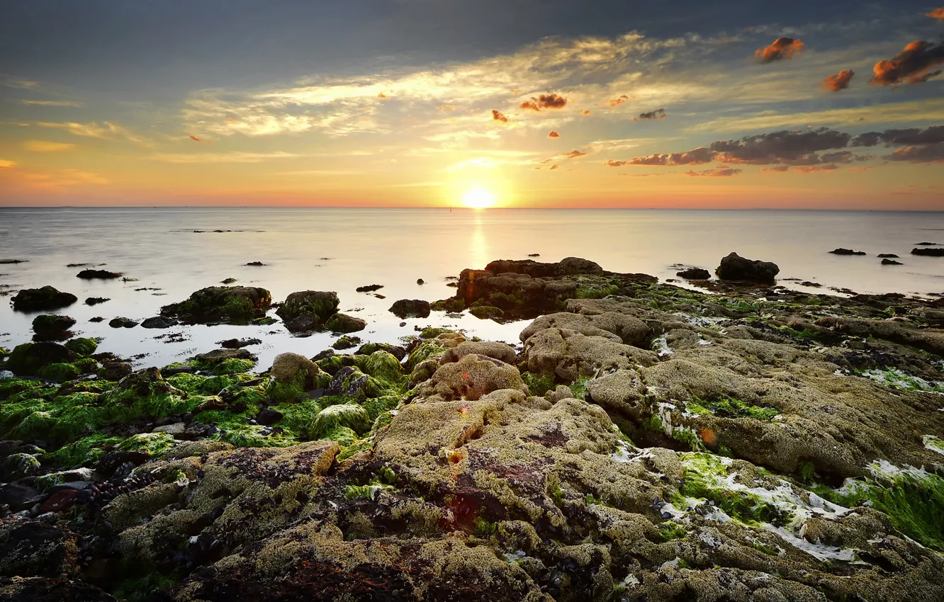 Photo wallpaper sea, the sun, algae, stones, dawn, horizon