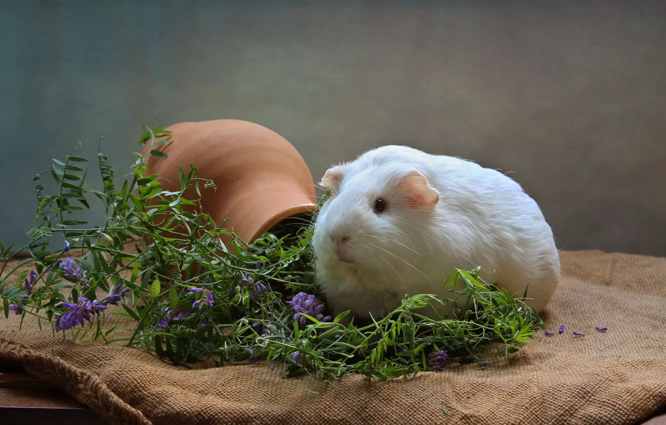 Photo wallpaper flowers, animal, Guinea pig, pitcher, weed