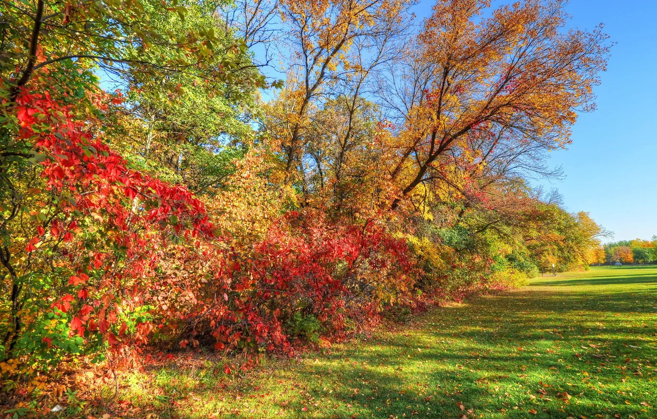 Photo wallpaper autumn, forest, the sky, grass, trees, Park