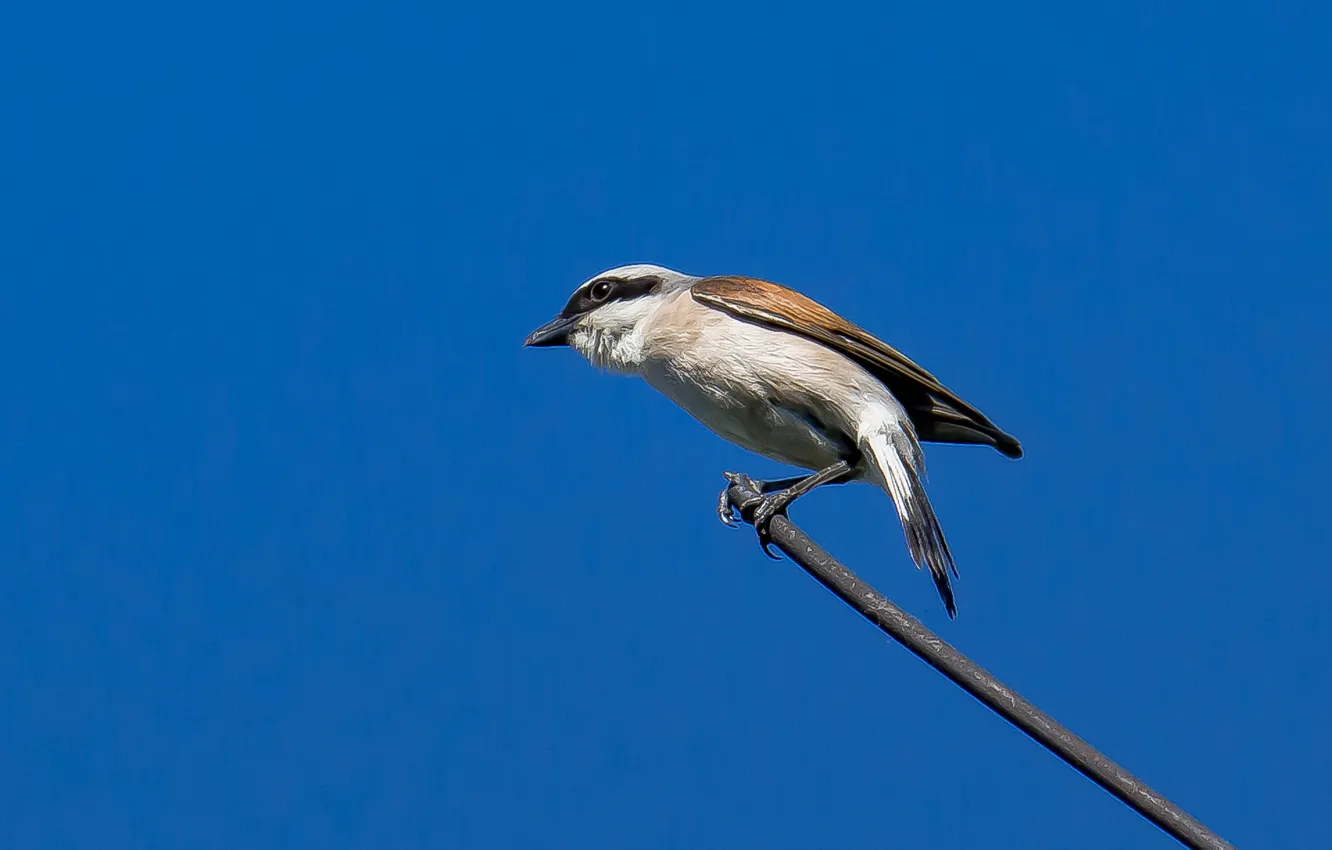 Photo wallpaper the sky, bird, predator, sitting, hunter, red-backed Shrike, photohunt