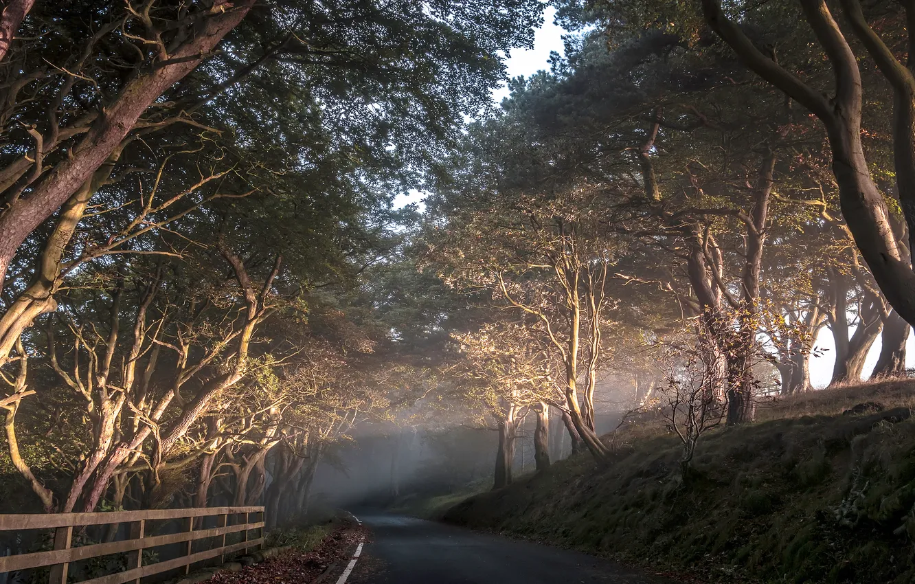 Photo wallpaper trees, fog, Park