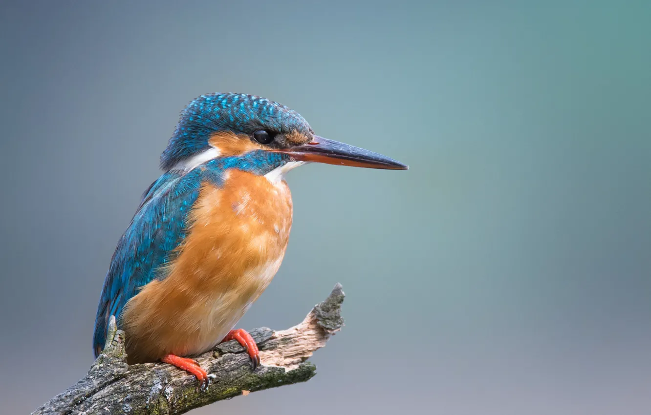 Photo wallpaper branches, background, bird, Kingfisher