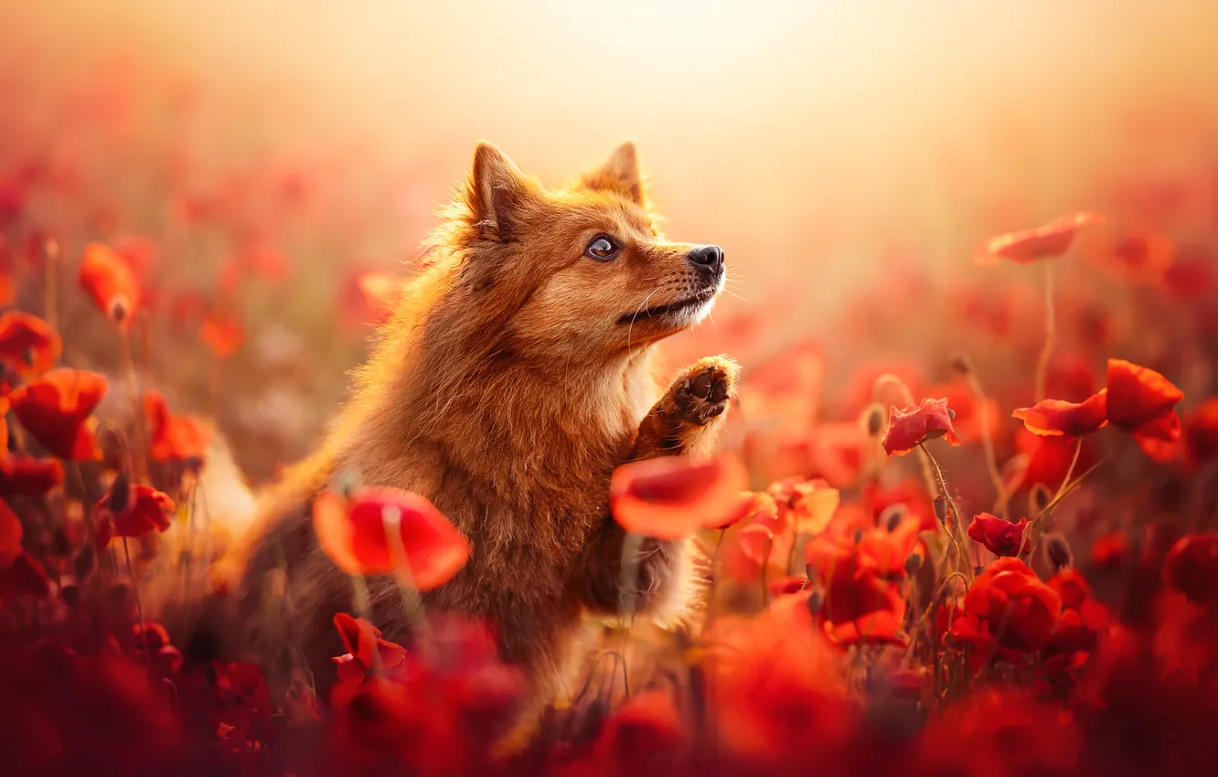 Photo wallpaper flowers, Maki, dog, red, face