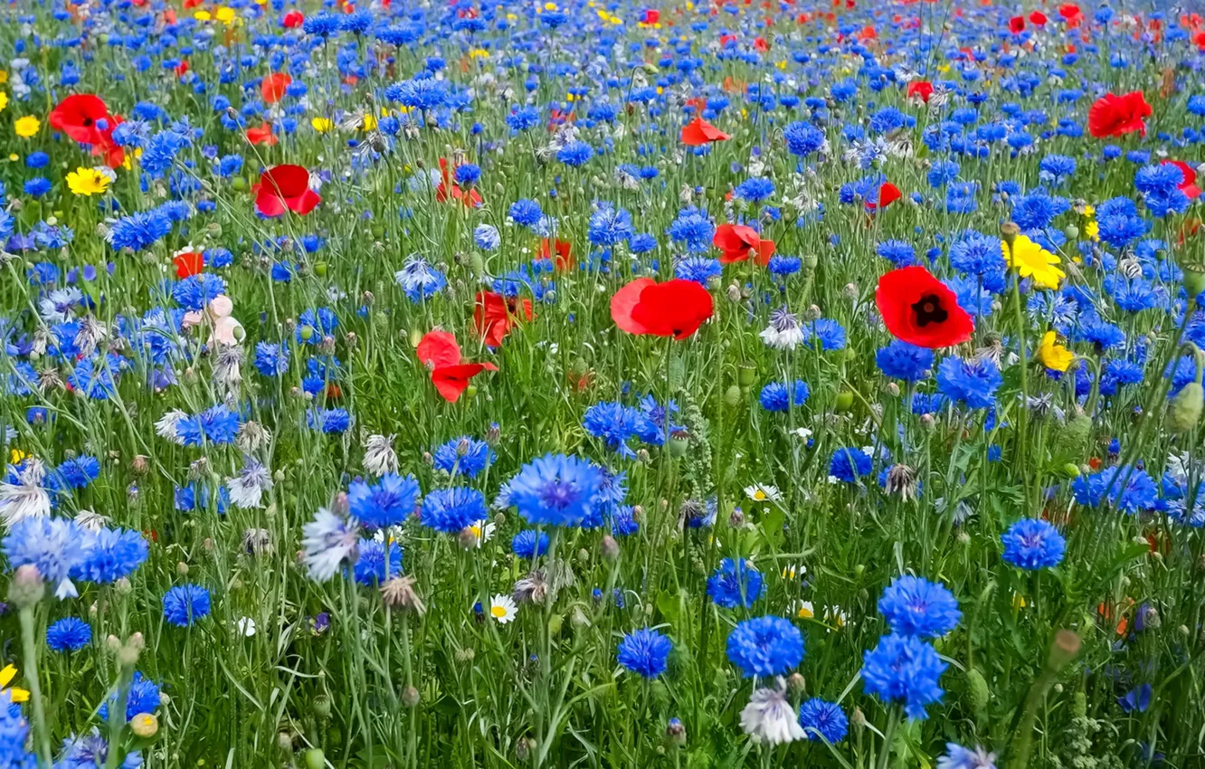 Photo wallpaper field, summer, flowers, blue, yellow, red, nature, blue