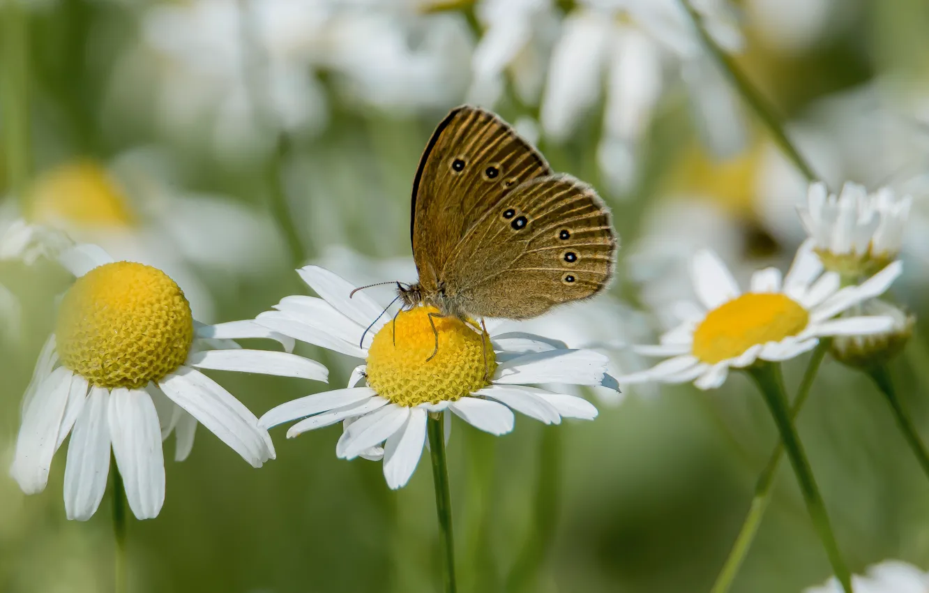 Photo wallpaper flowers, nature, butterfly, chamomile