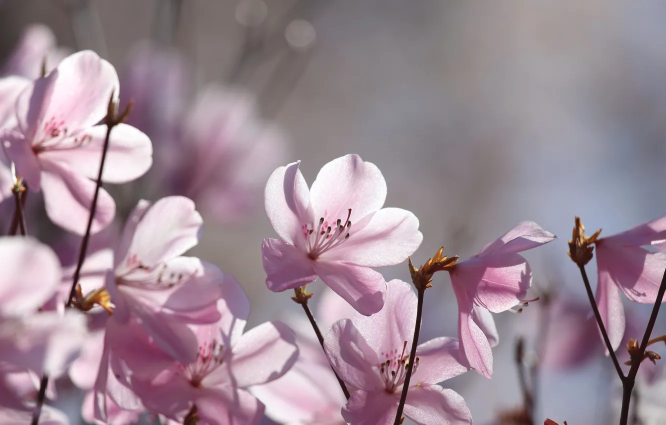 Photo wallpaper light, flowers, sprig, background, spring, pink, flowering