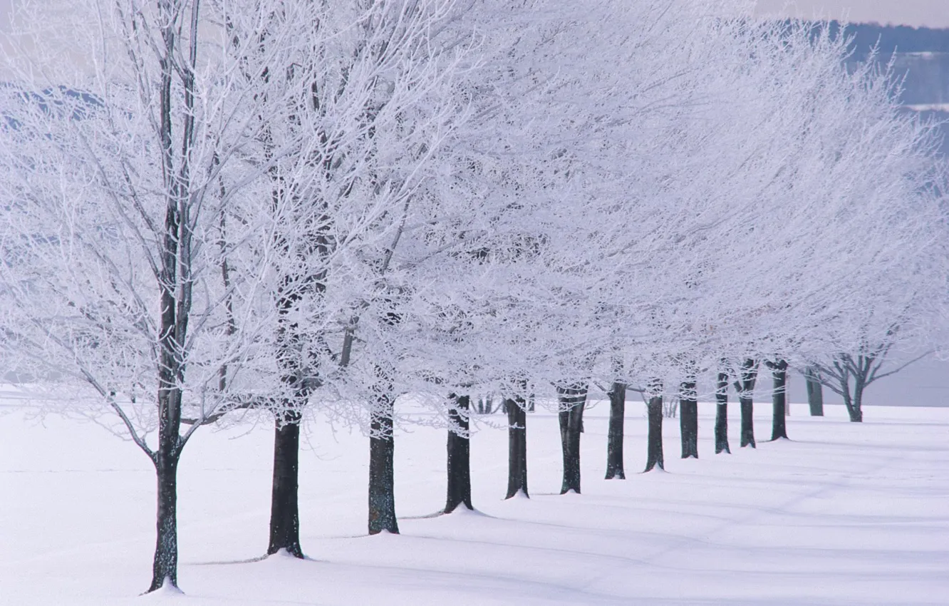 Photo wallpaper trees, landscape, winter, snow, snowy trees