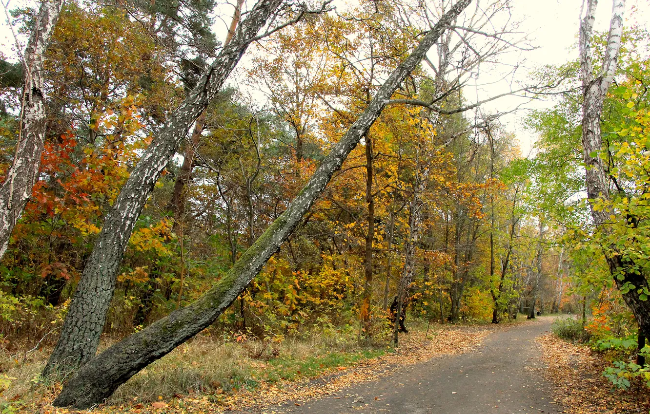 Photo wallpaper forest, park, autumn, alley, fall