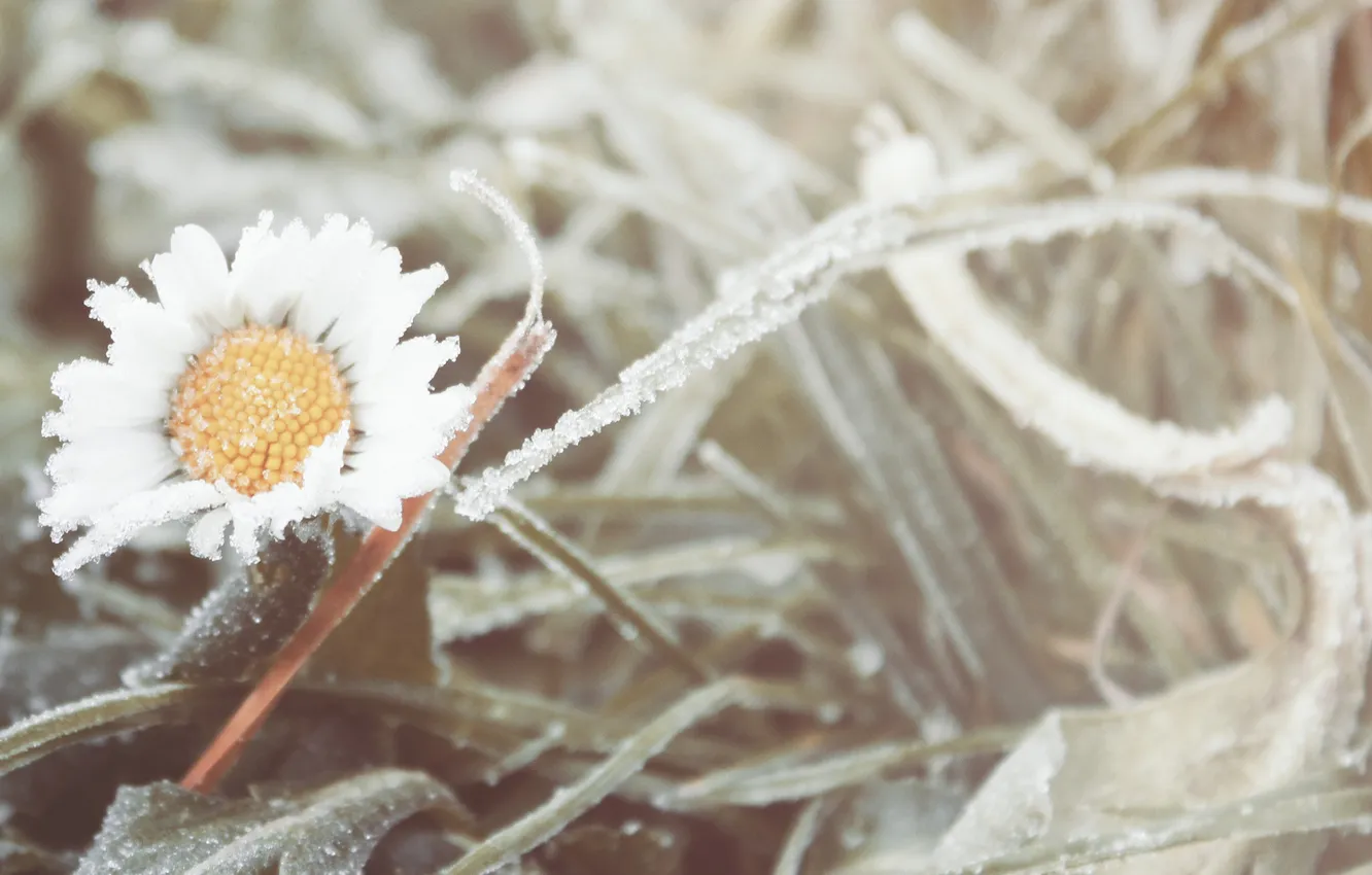 Photo wallpaper cold, frost, grass, flowers, chamomile