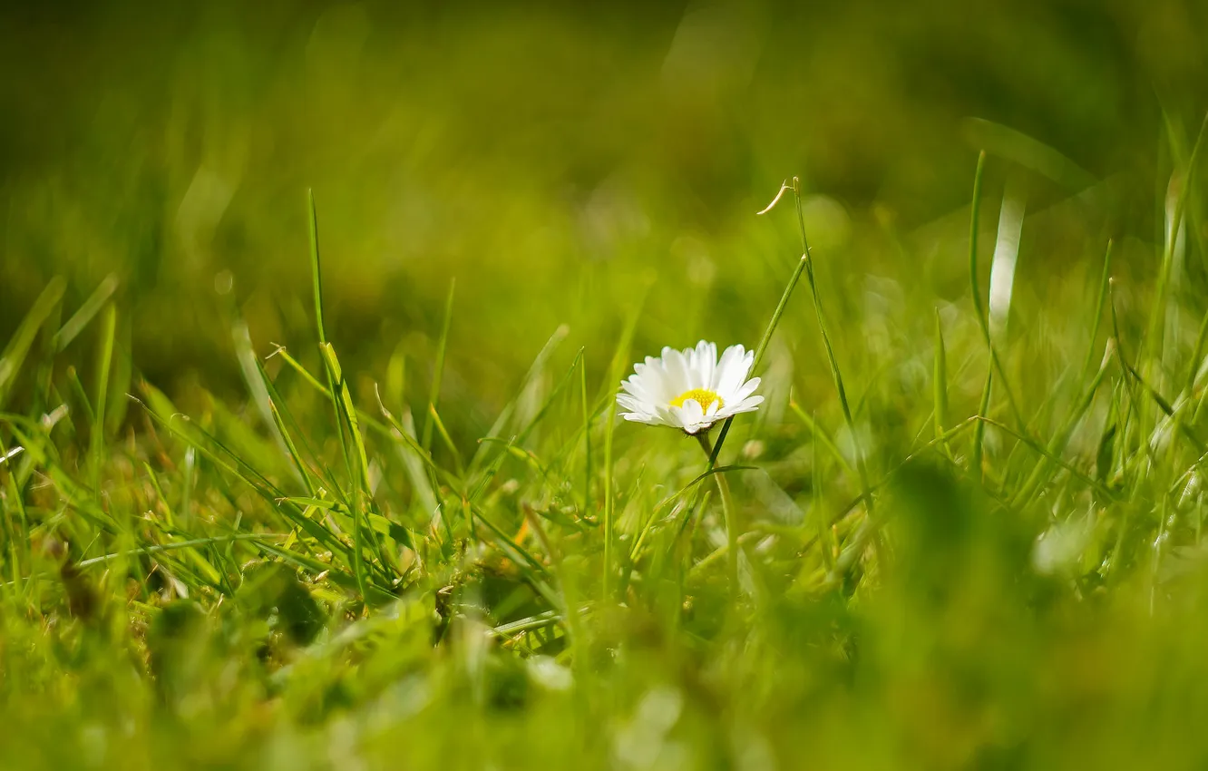 Photo wallpaper field, flower, grass, bokeh