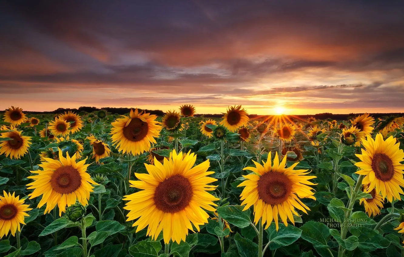 Photo wallpaper field, sunflowers, landscape, sunset